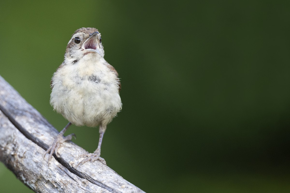 Carolina Wren (Northern) - ML600827981