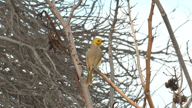 White-plumed Honeyeater - ML600829371