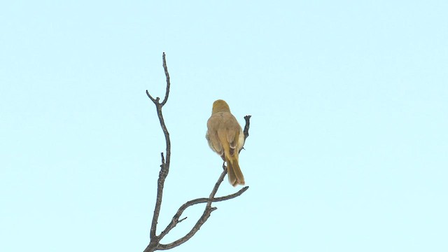 White-plumed Honeyeater - ML600829591