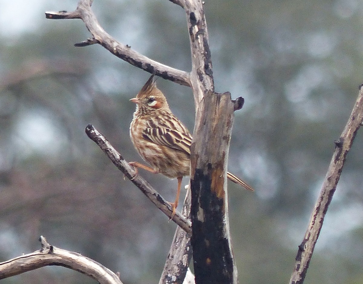 Lark-like Brushrunner - ML600829771