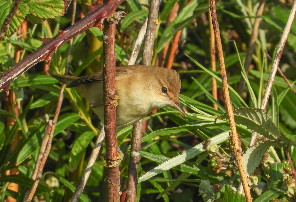 Common Reed Warbler - ML600829871