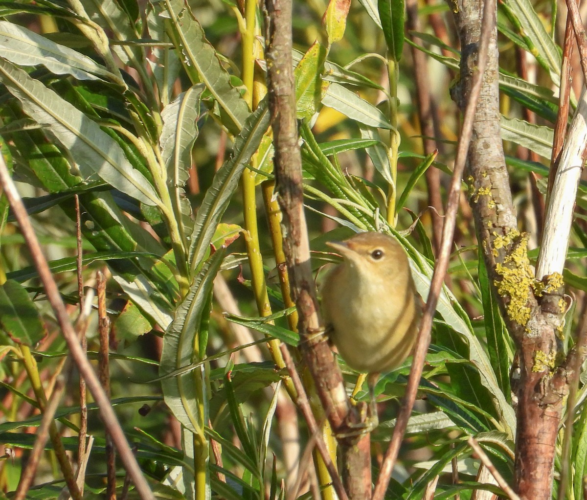 Common Reed Warbler - ML600829921