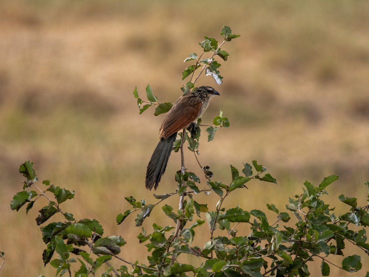 White-browed Coucal - ML600830651