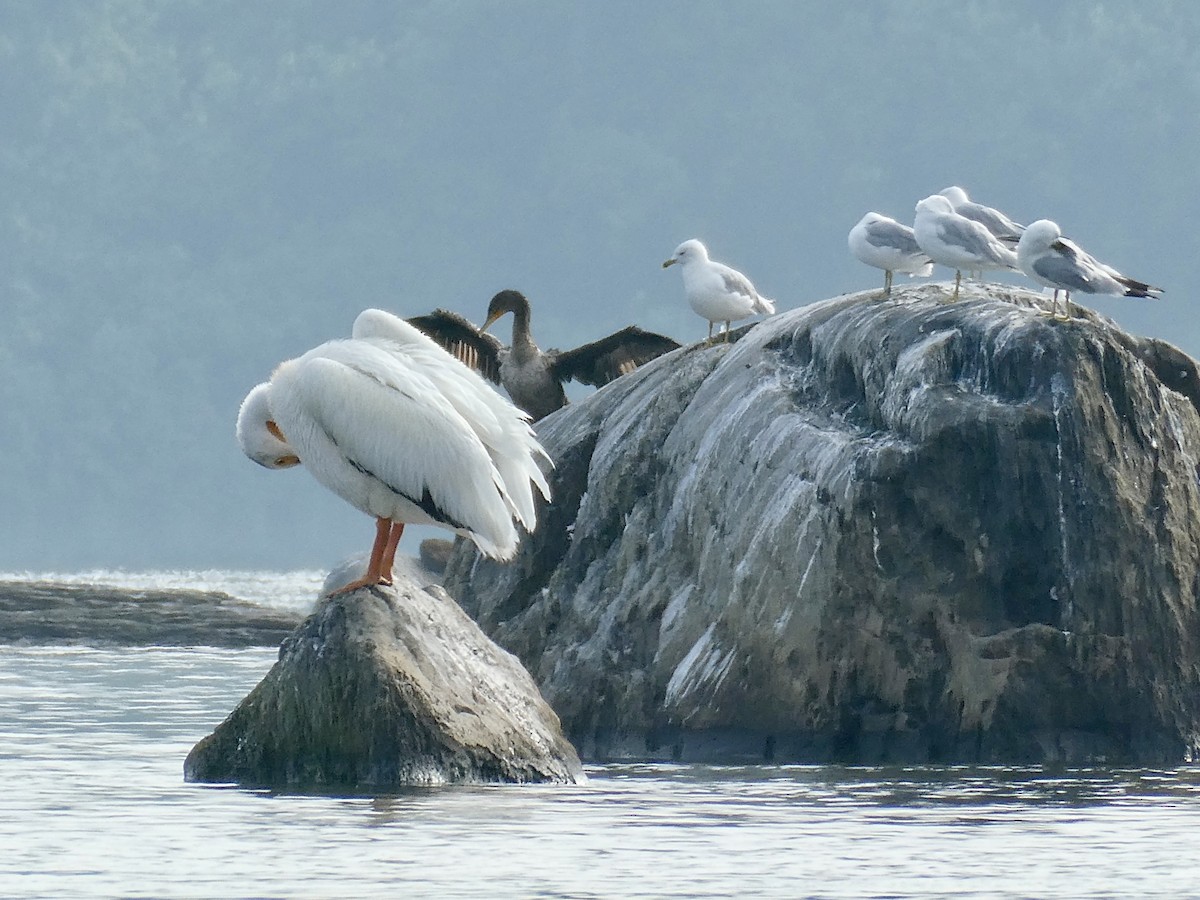 pelikán severoamerický - ML600831241