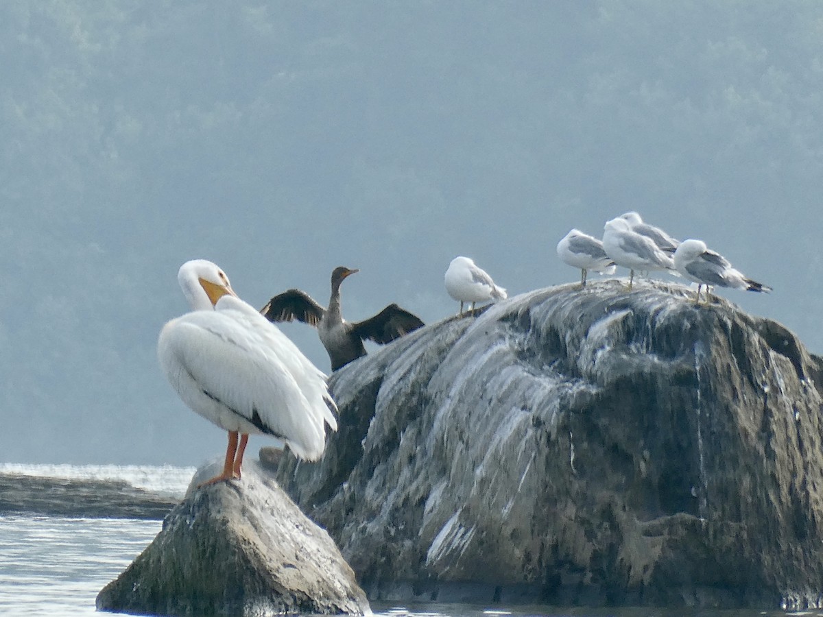 pelikán severoamerický - ML600831251