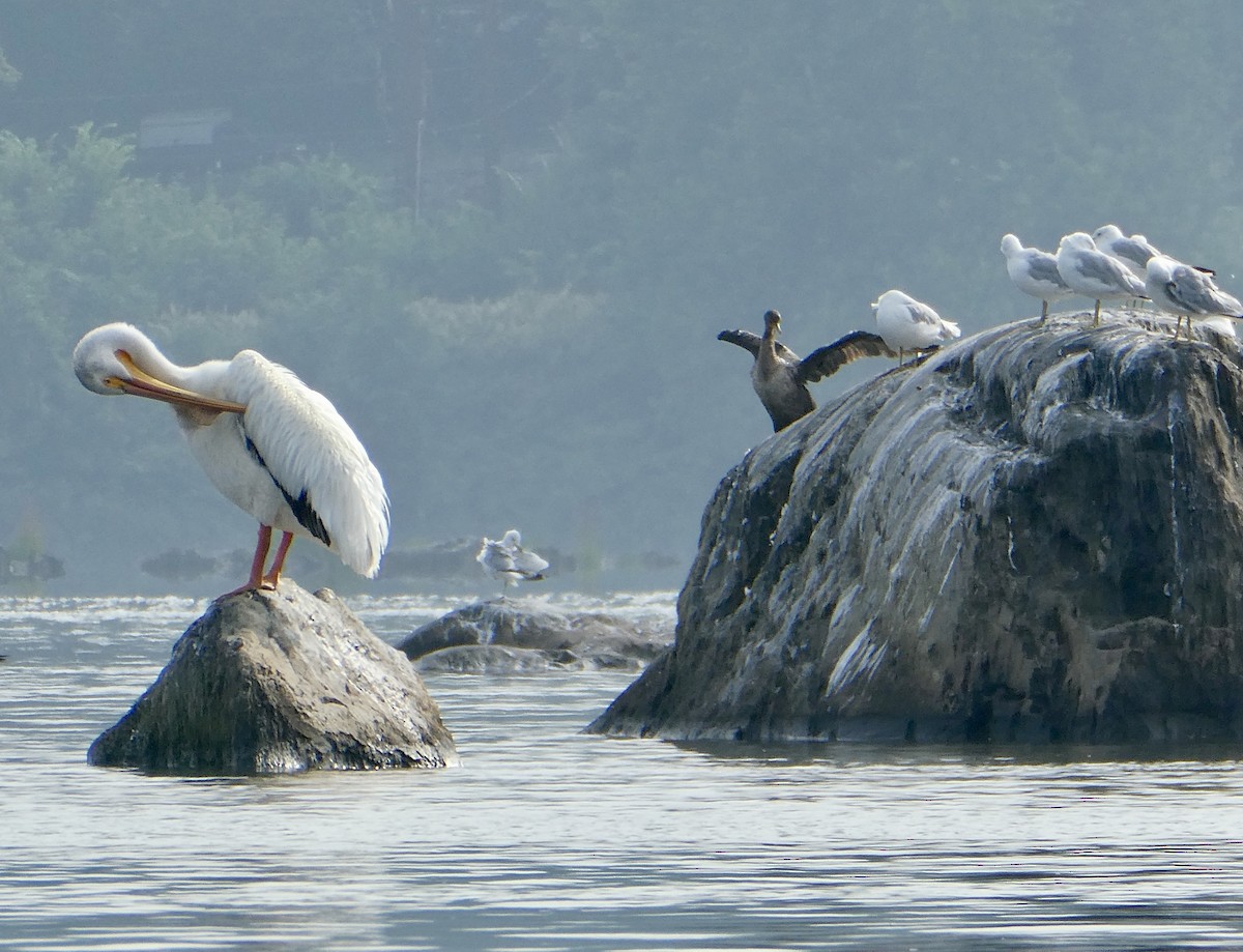 pelikán severoamerický - ML600831291