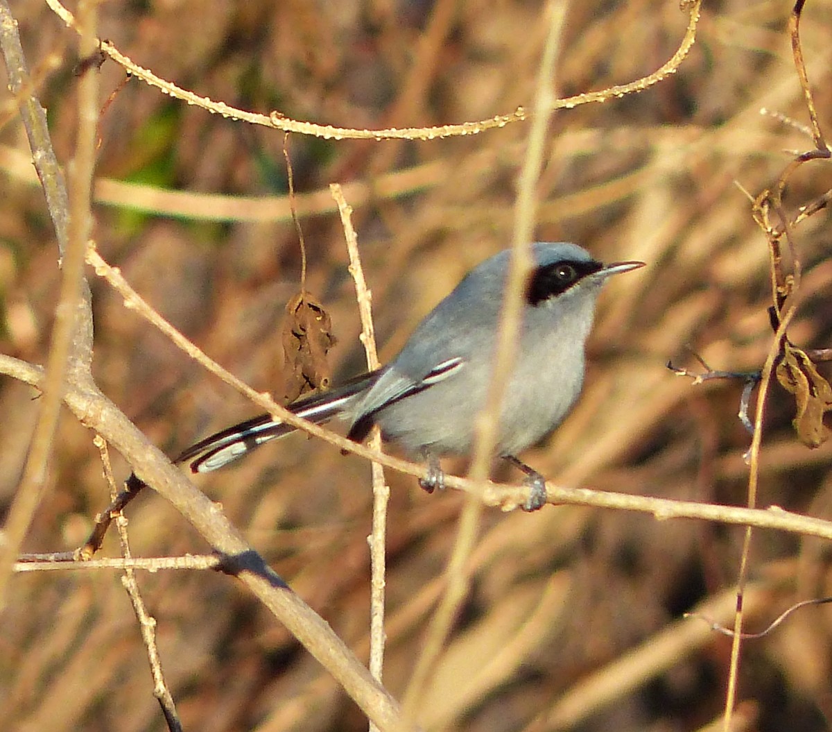 Masked Gnatcatcher - ML600831851