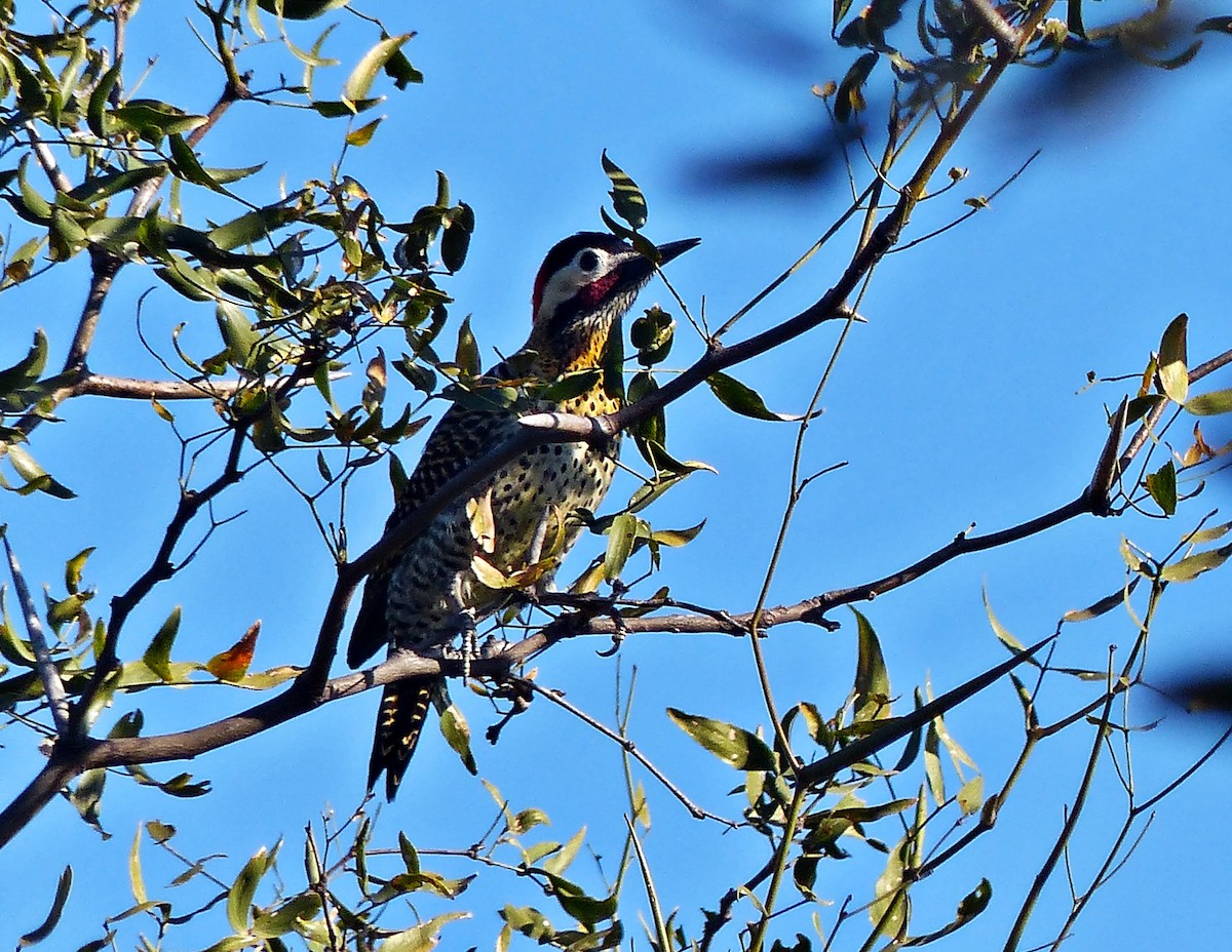 Green-barred Woodpecker - ML600831941
