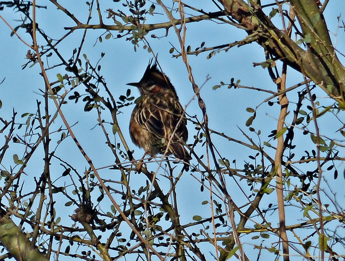 Lark-like Brushrunner - ML600831961