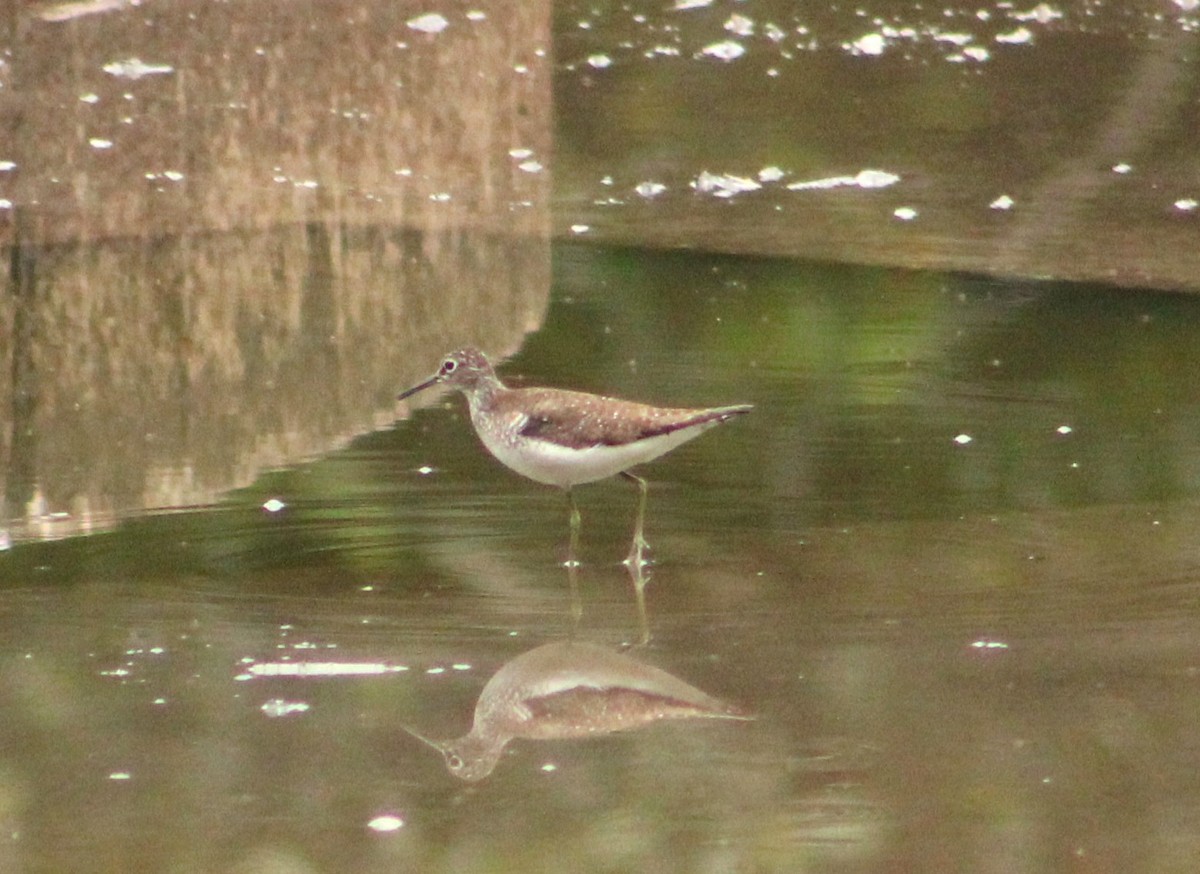 Solitary Sandpiper - ML600832251