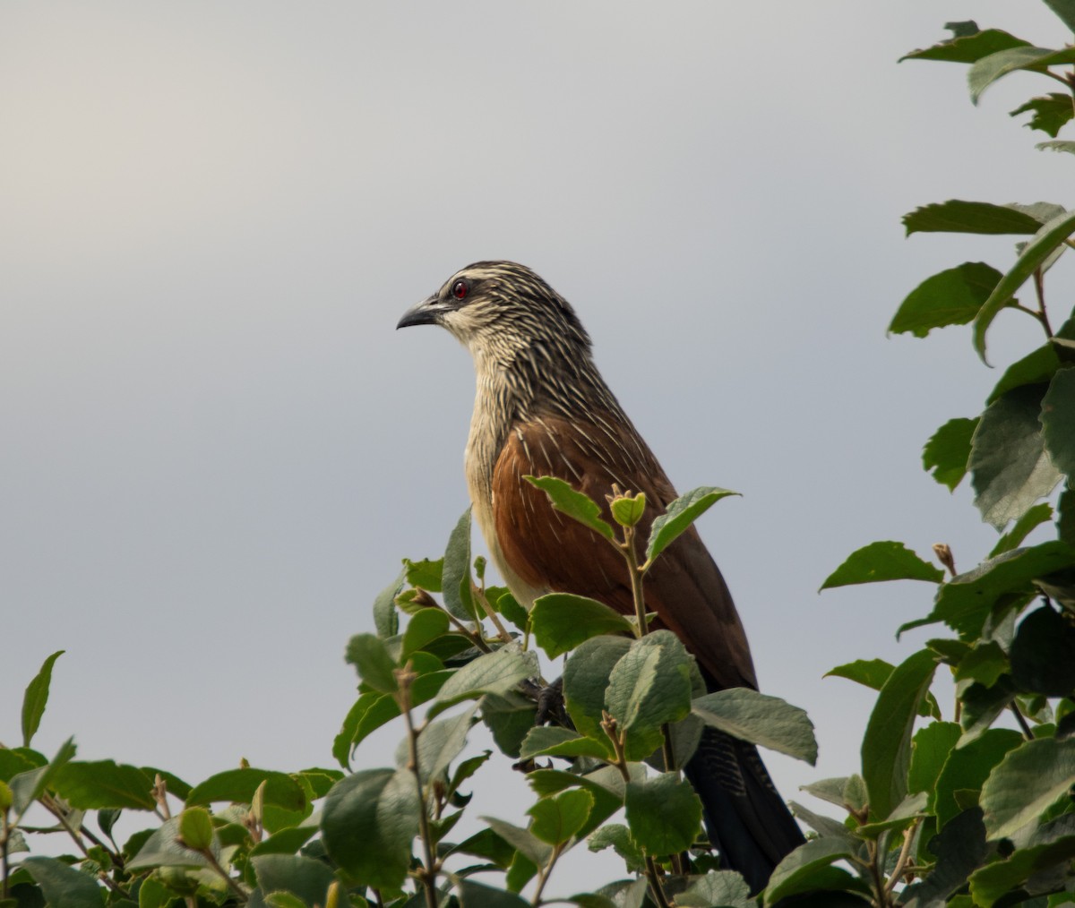White-browed Coucal - ML600832741
