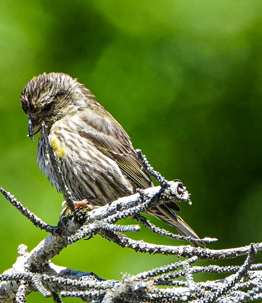 Red Crossbill - ML600832751