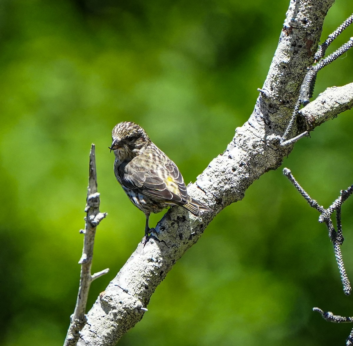 Red Crossbill - ML600832801