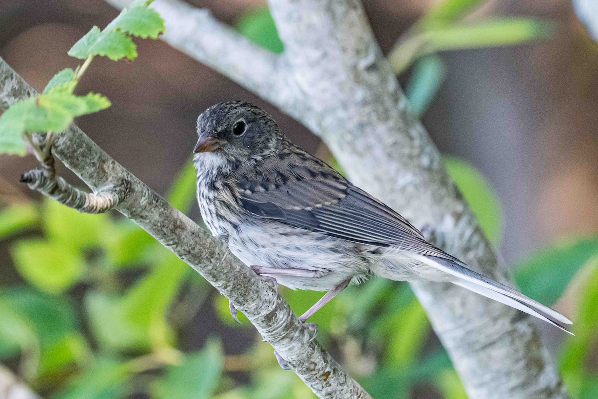 Dark-eyed Junco - ML600833071