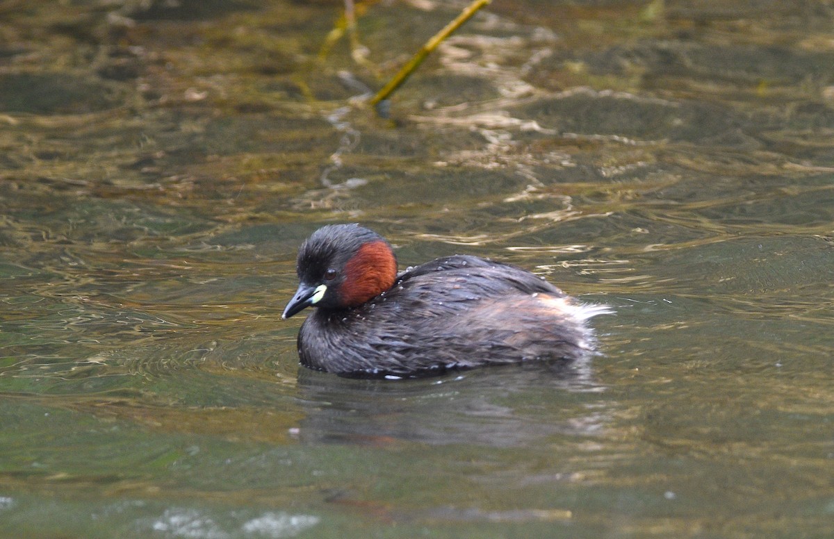 Little Grebe - Steven McClellan