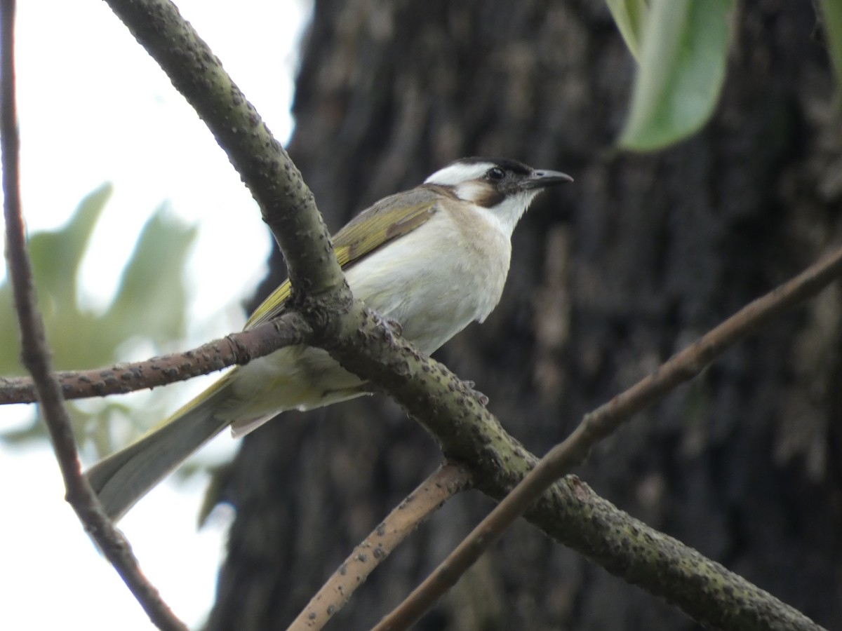 Light-vented Bulbul - ML600833621