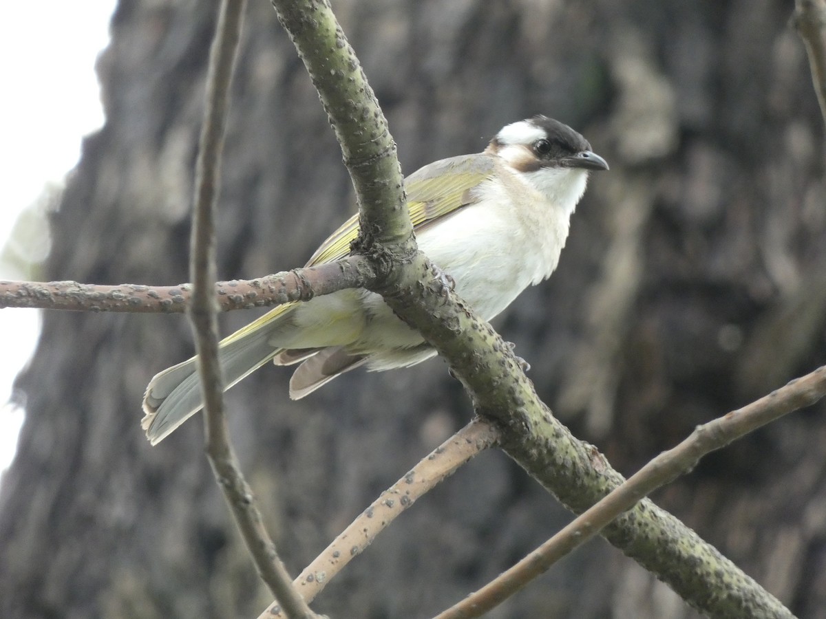 Light-vented Bulbul - ML600833671