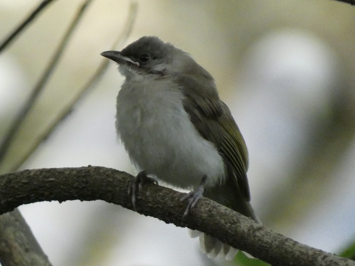 Light-vented Bulbul - ML600834141