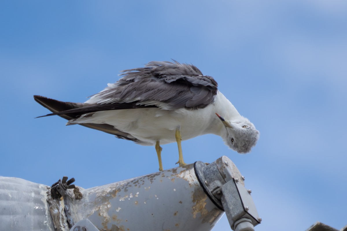 Black-tailed Gull - ML600834601