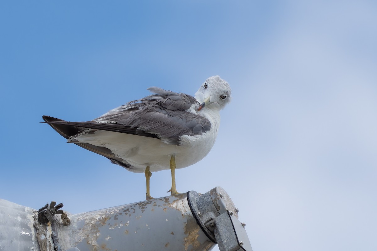 Black-tailed Gull - ML600834631