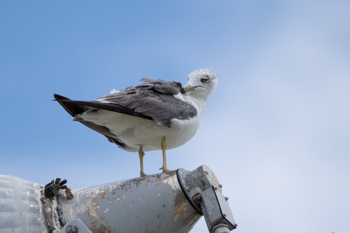 Black-tailed Gull - ML600834681