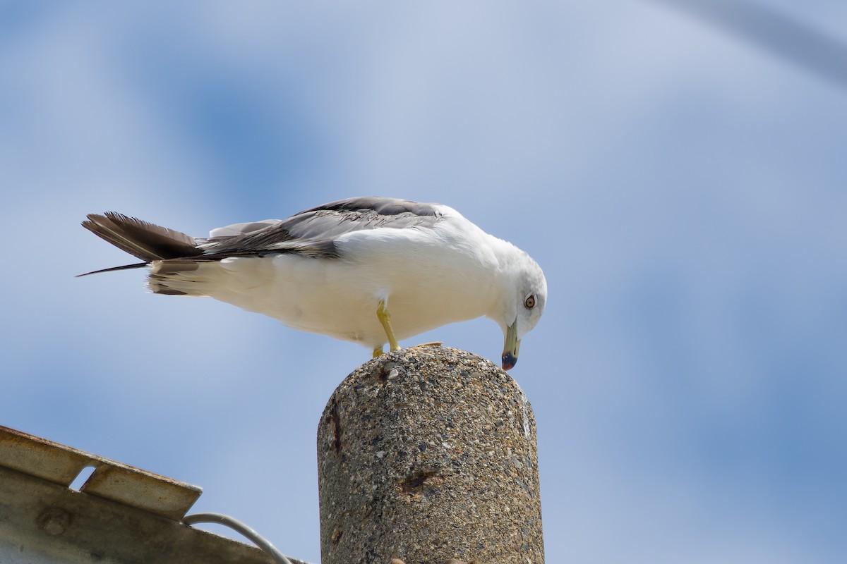Black-tailed Gull - ML600834711