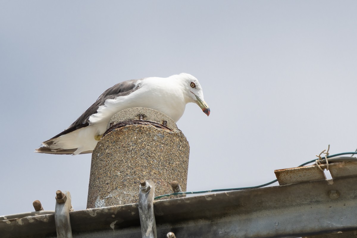 Black-tailed Gull - ML600834791