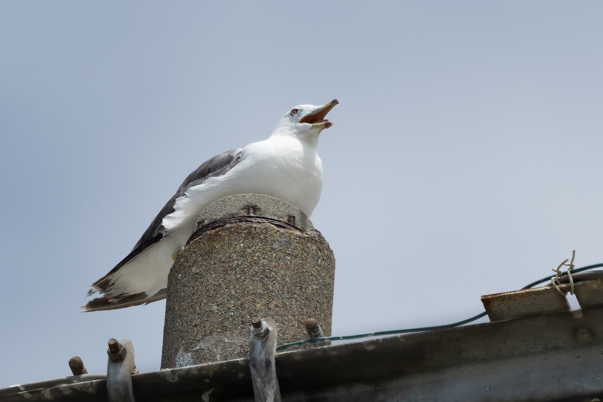 Black-tailed Gull - ML600834931