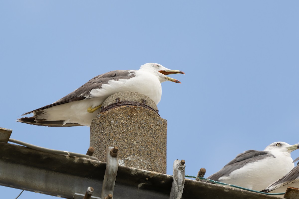 Black-tailed Gull - ML600835021