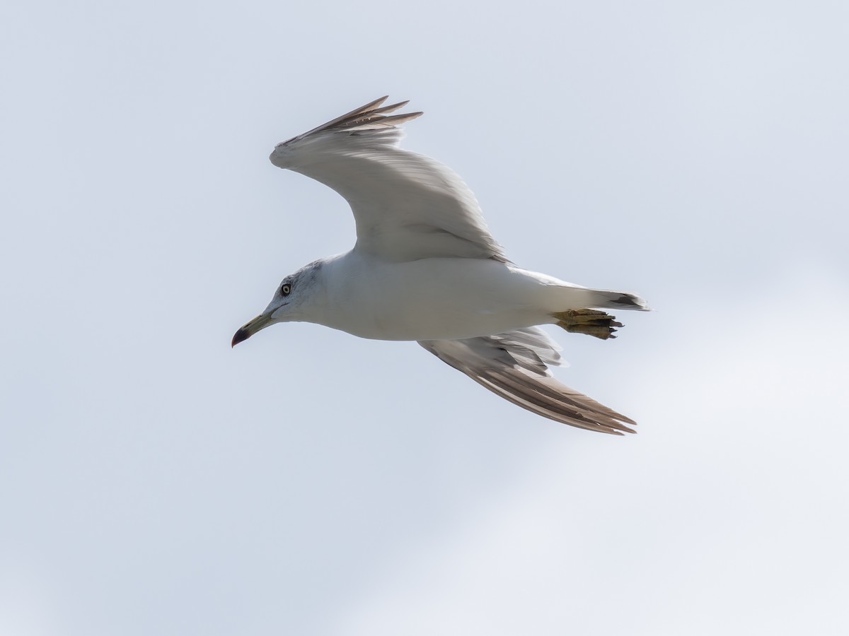Black-tailed Gull - ML600835141
