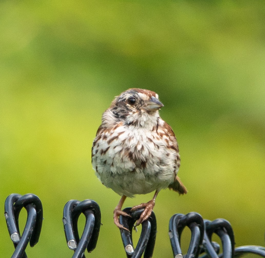 Song Sparrow - ML600835301