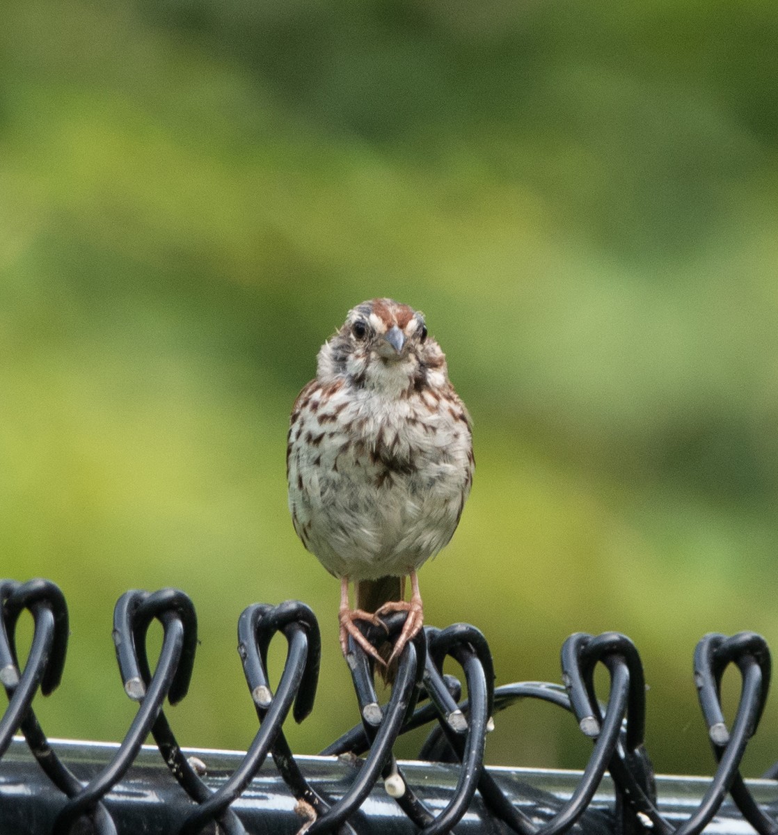 Song Sparrow - Carol Fitzpatrick