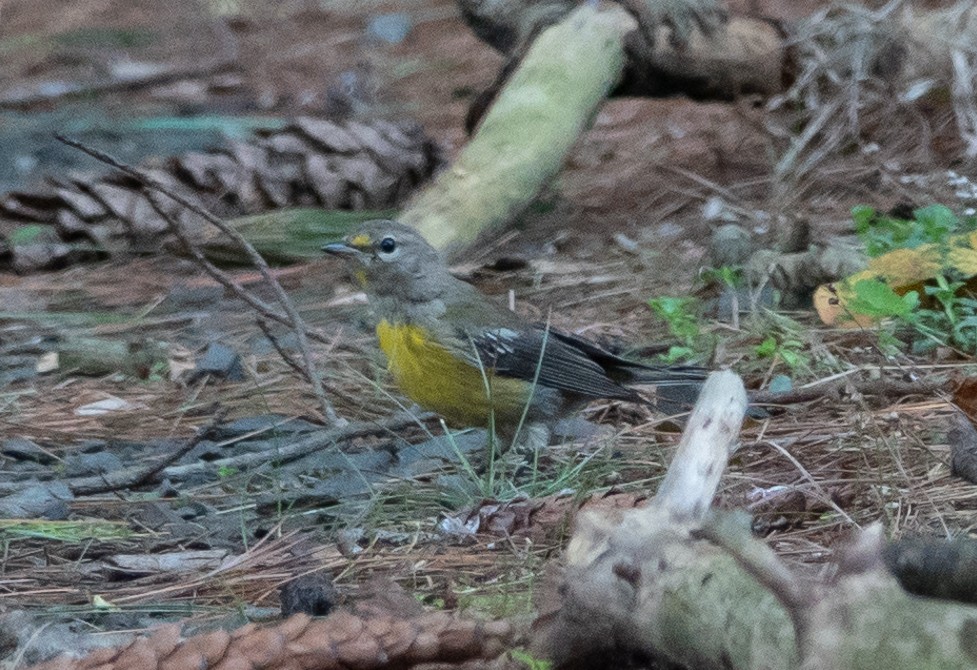 Pine Warbler - Carol Fitzpatrick