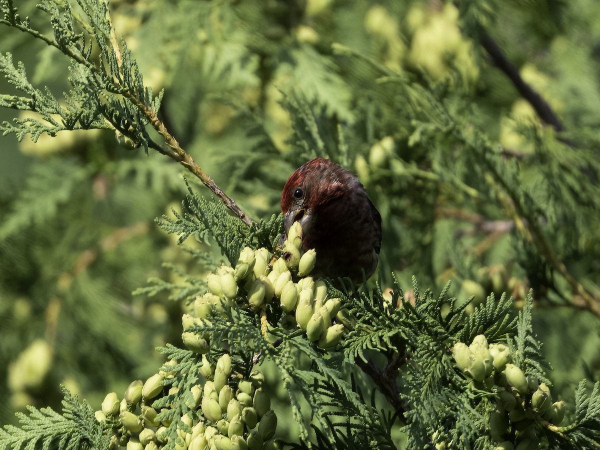 Purple Finch - Keith Dickey