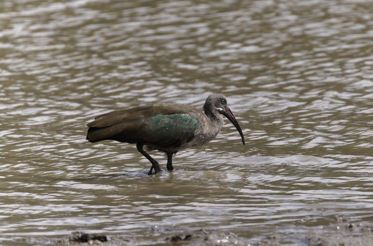 Hadada Ibis - ML600837151