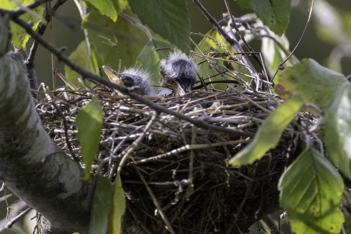 Eastern Kingbird - ML600838421