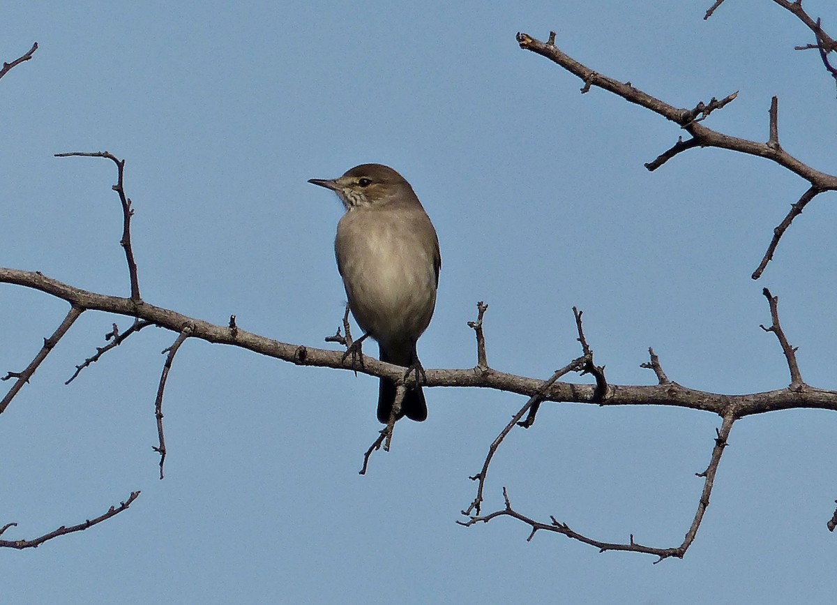 Lesser Shrike-Tyrant - ML600839011