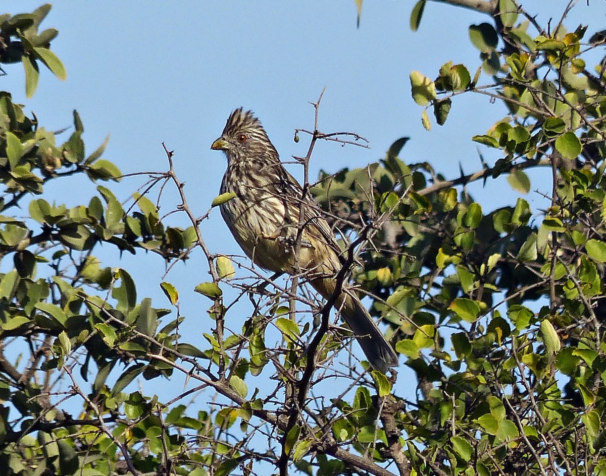 White-tipped Plantcutter - ML600839271