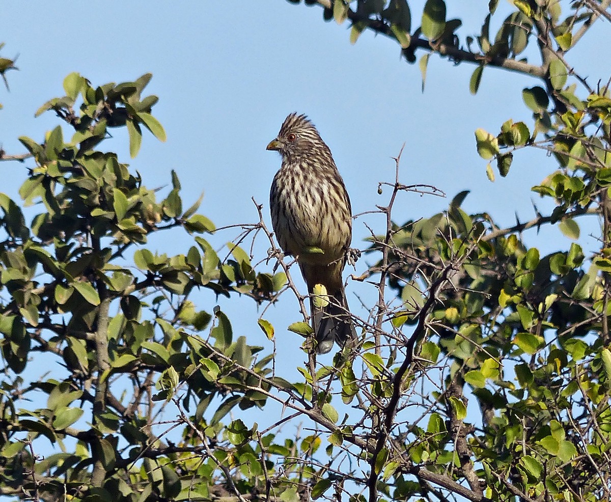 White-tipped Plantcutter - ML600839281