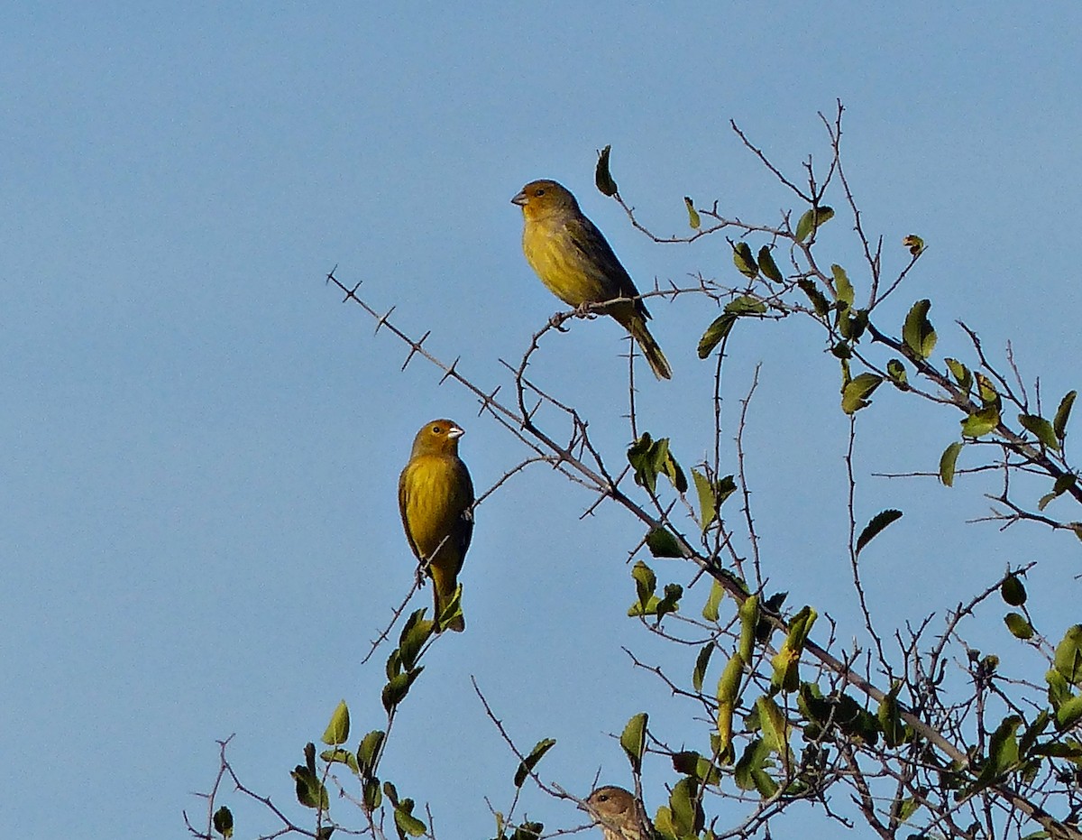 Saffron Finch - ML600839541