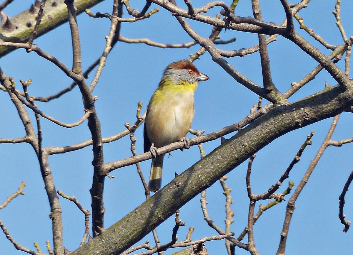 Rufous-browed Peppershrike - ML600839701