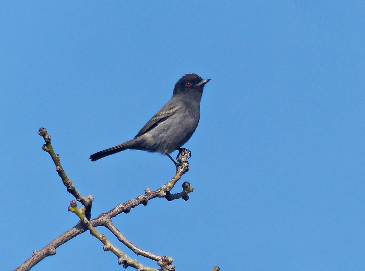 Cinereous Tyrant - ML600839851