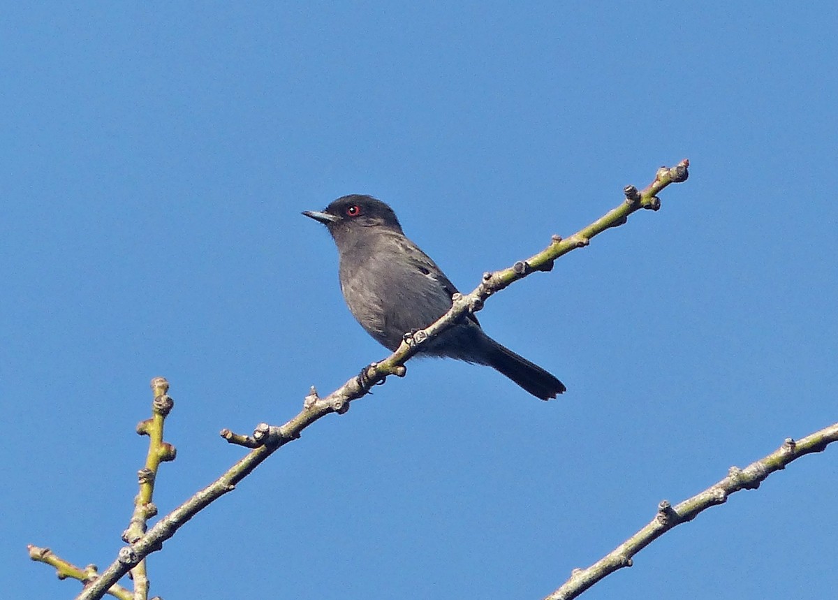 Cinereous Tyrant - ML600839861
