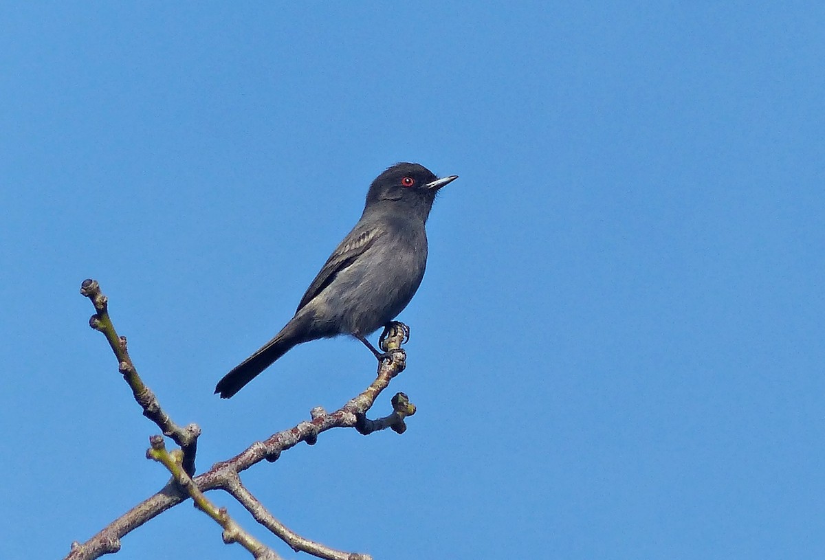 Cinereous Tyrant - ML600839871