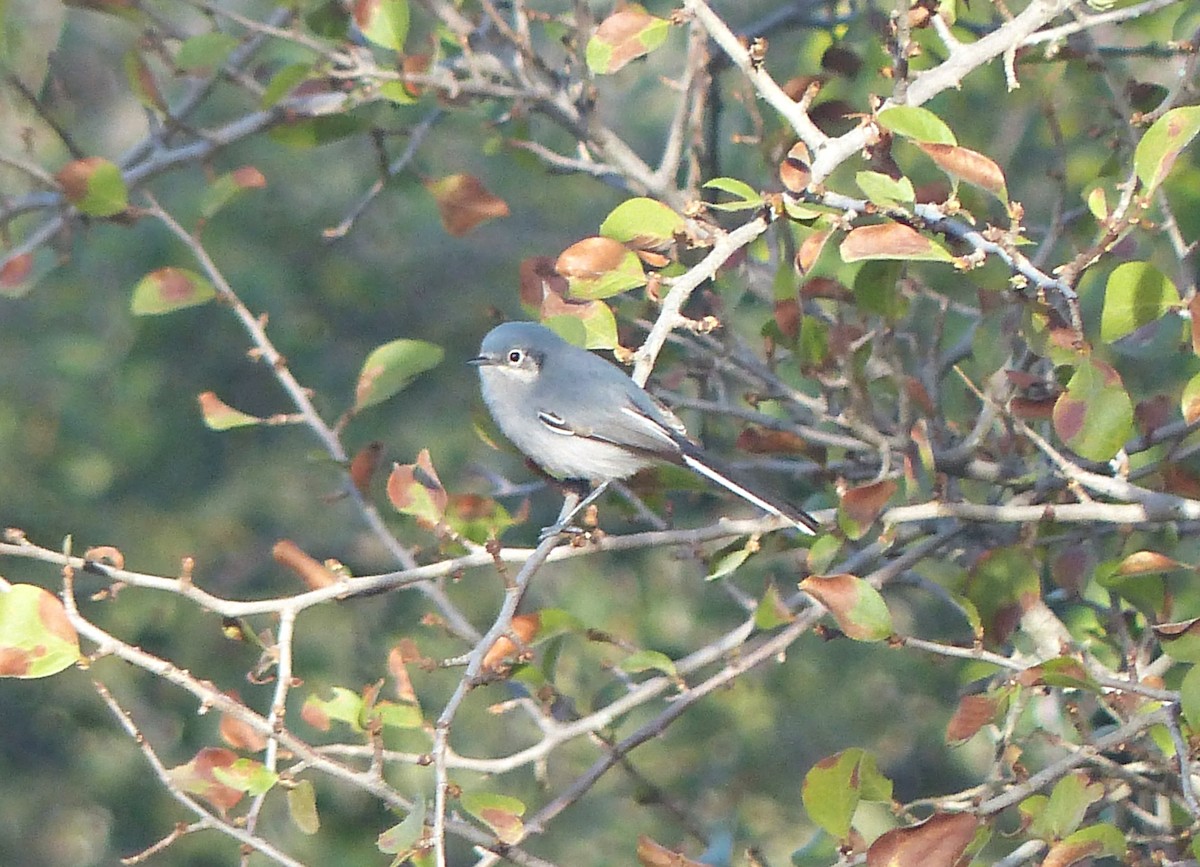 Masked Gnatcatcher - ML600839911