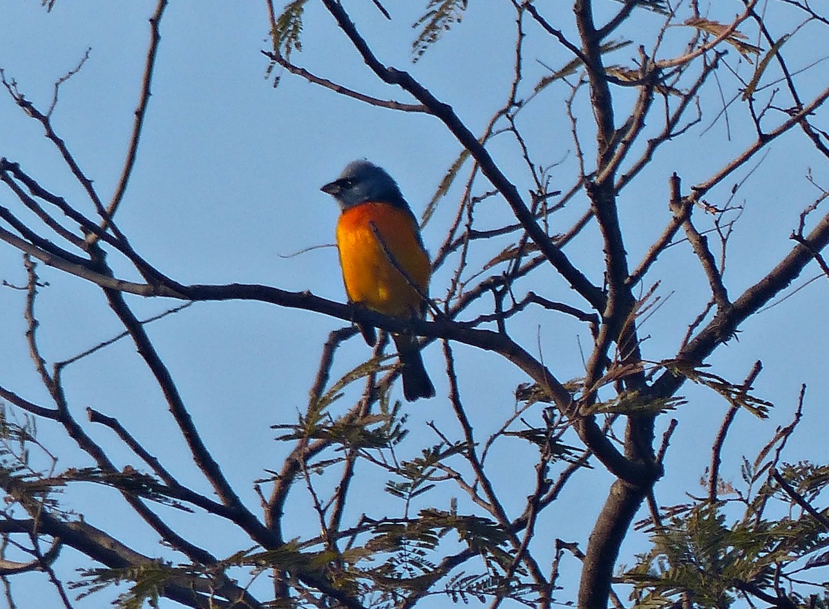 Blue-and-yellow Tanager - ML600839941