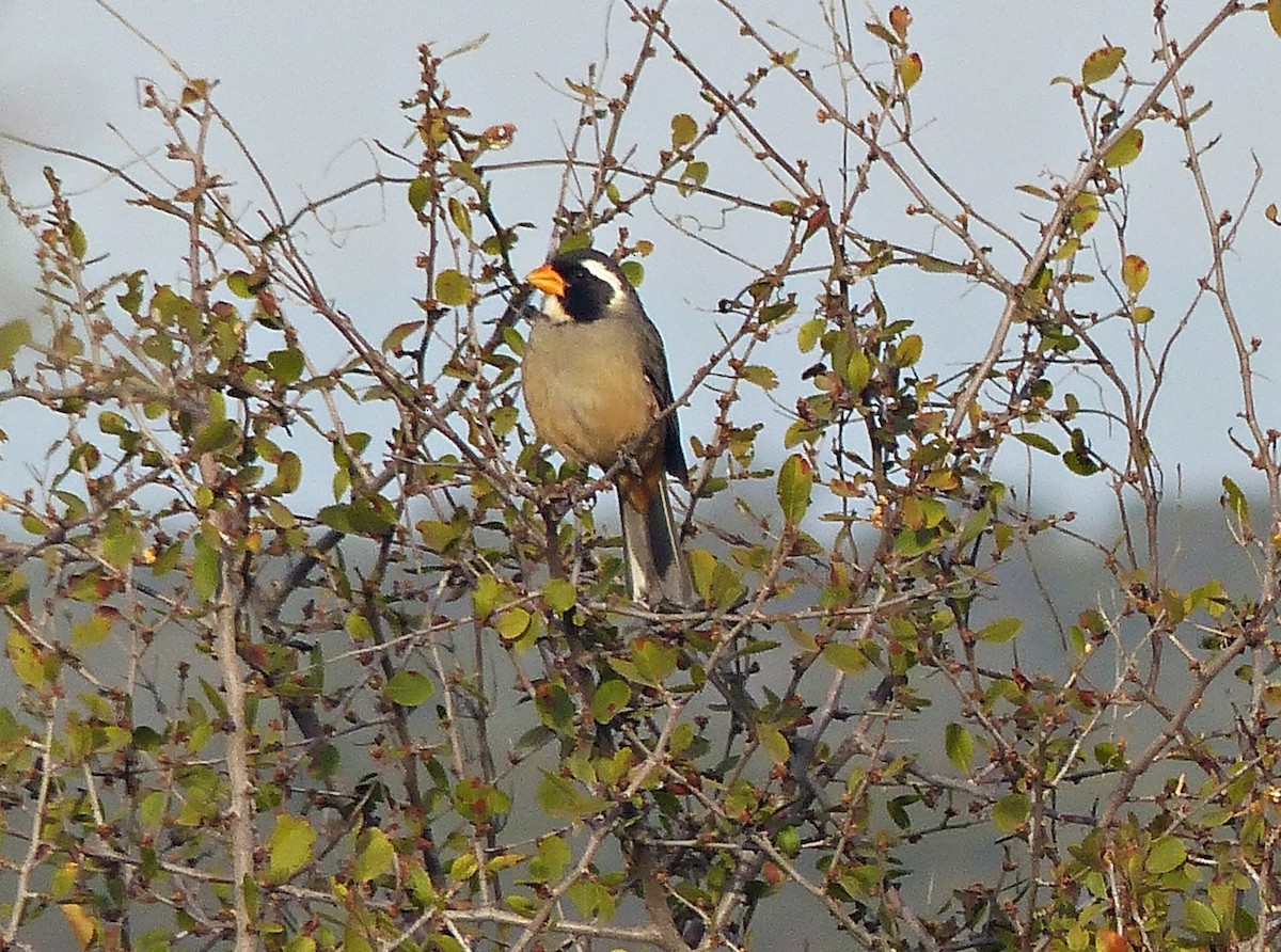 Golden-billed Saltator - ML600840021