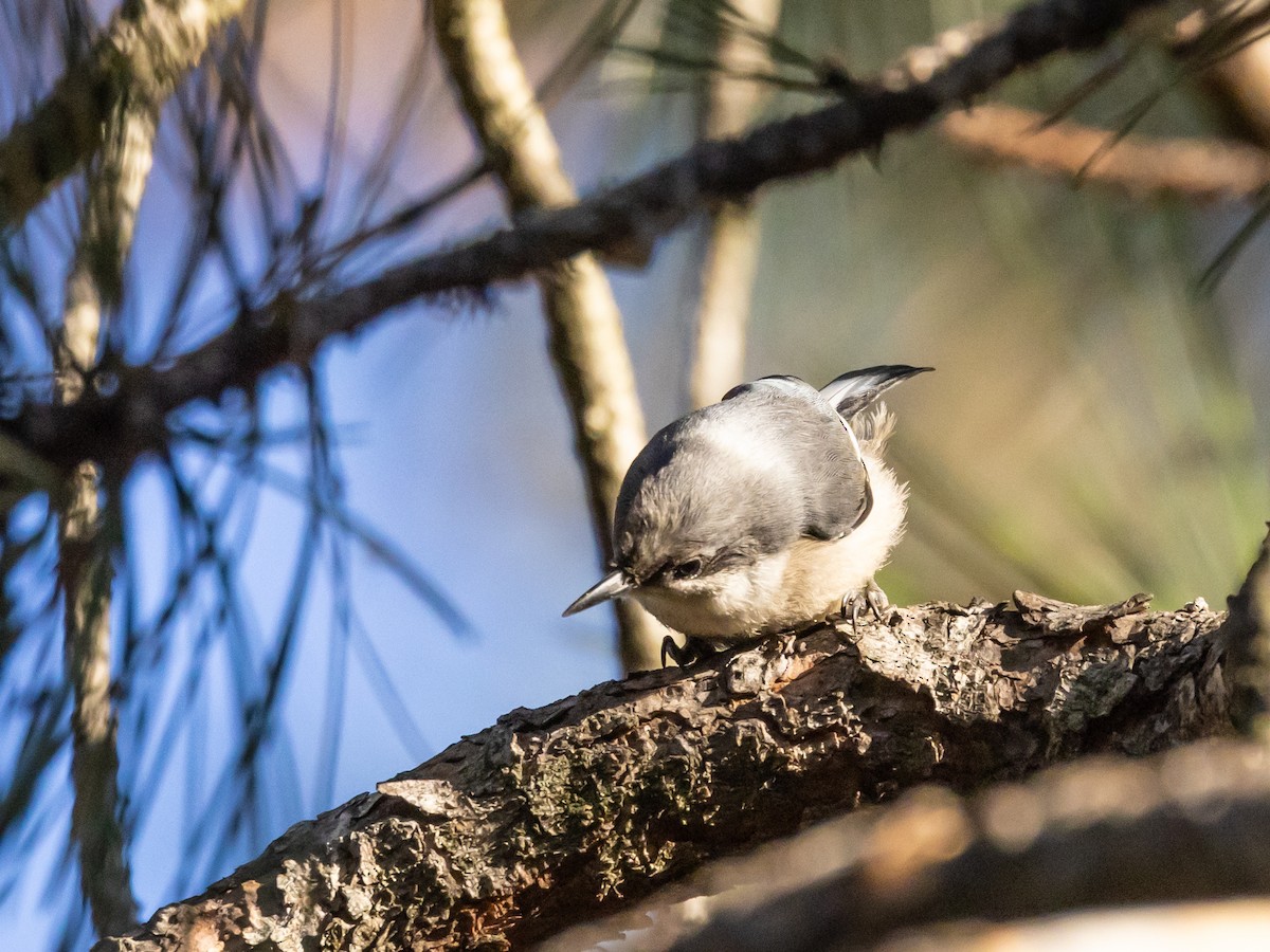 Pygmy Nuthatch - ML600840341