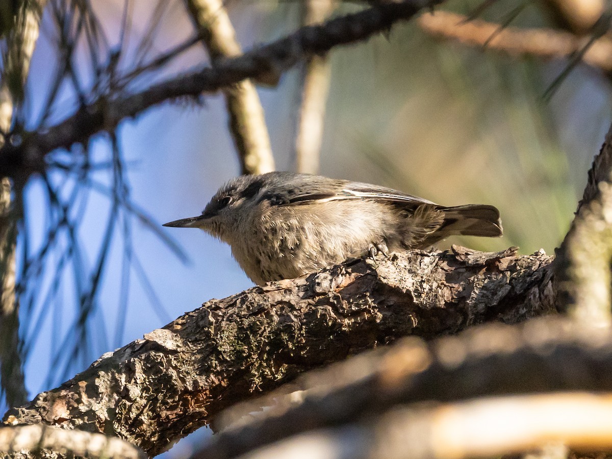 Pygmy Nuthatch - ML600840351