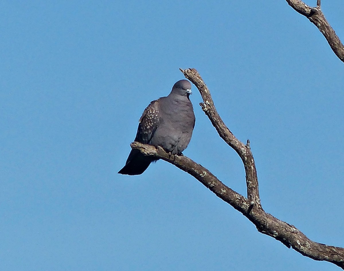 Spot-winged Pigeon - ML600840371